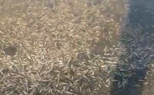 Screenshot/YouTube / Pomor ribe u Španiji 